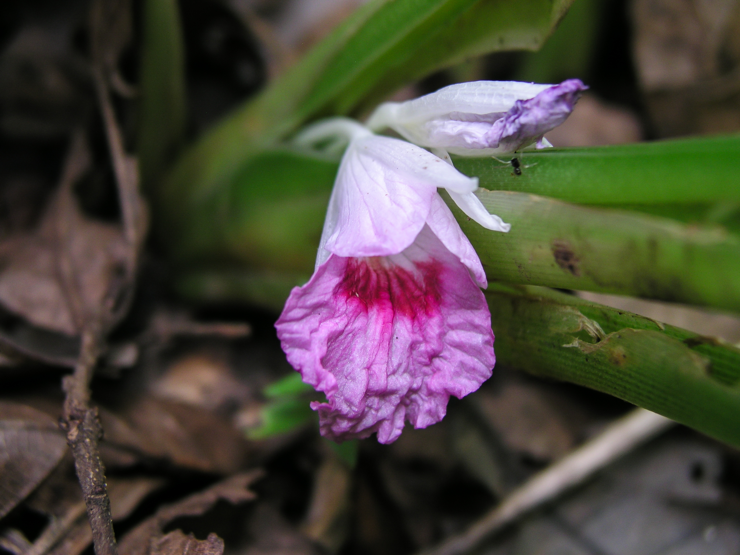 กระชาย Boesenbergia rotunda (L.) Mansf.<br/>Zingiberaceae